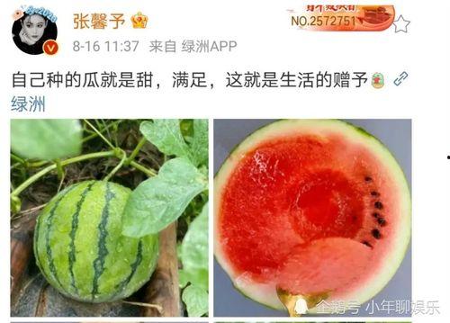 可以吃娱乐圈的瓜